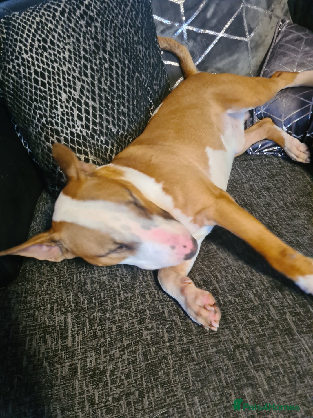 English Bull Terrier dogs for stud: Proven English bull terrier for stud in Ashford - Advert 5