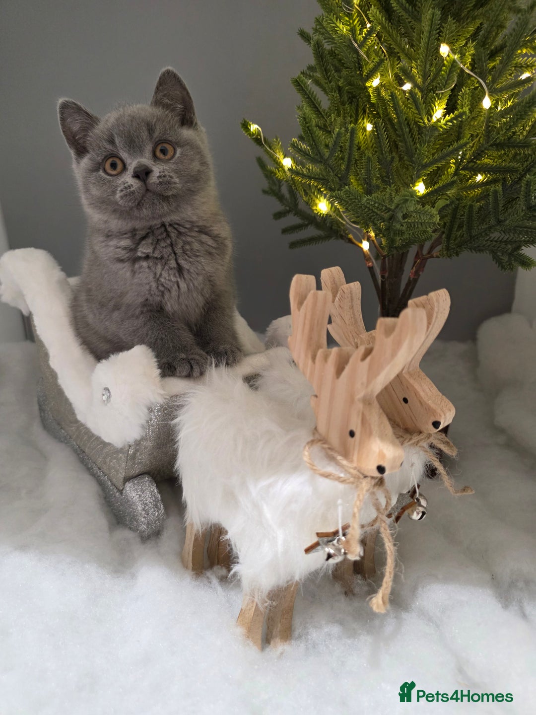 British Shorthair cats for sale: CHAMPION SIRED GCCF REG BLUE PEDIGREE BSH KITTEN  - Advert 1