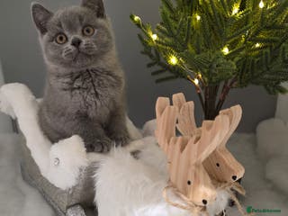 British Shorthair cats CHAMPION SIRED GCCF REG BLUE PEDIGREE BSH KITTEN - Advert 11