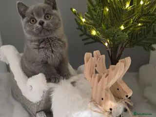 British Shorthair cats CHAMPION SIRED GCCF REG BLUE PEDIGREE BSH KITTEN - Advert 3