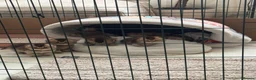 Scottish Fold cats for sale: Scottish fold and British shorthair kittens - Advert 16