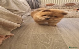 Chow Chow dogs for sale: Chow chow puppy - Image 11