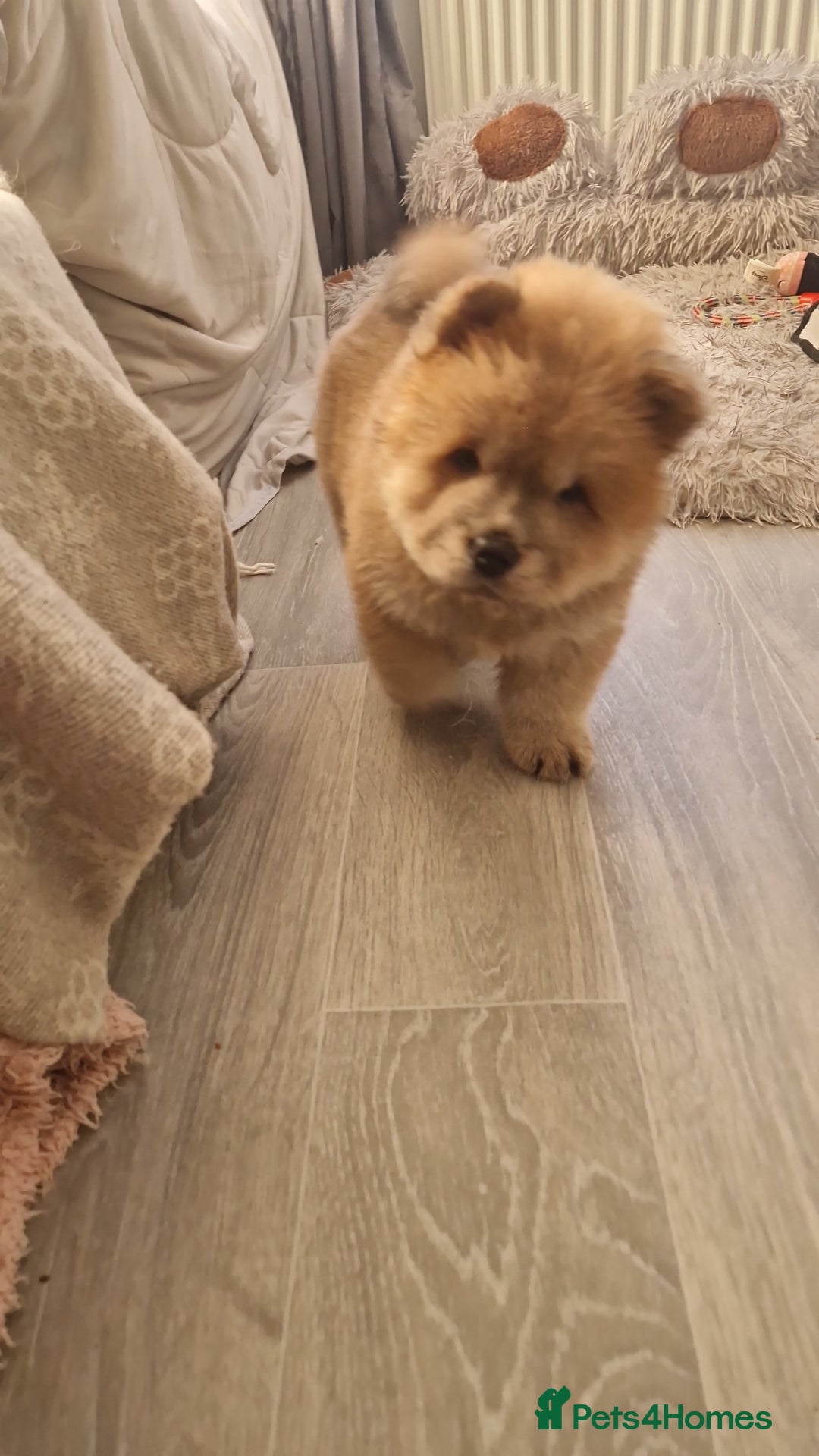 Chow Chow dogs for sale: Chow chow puppy - Image 11