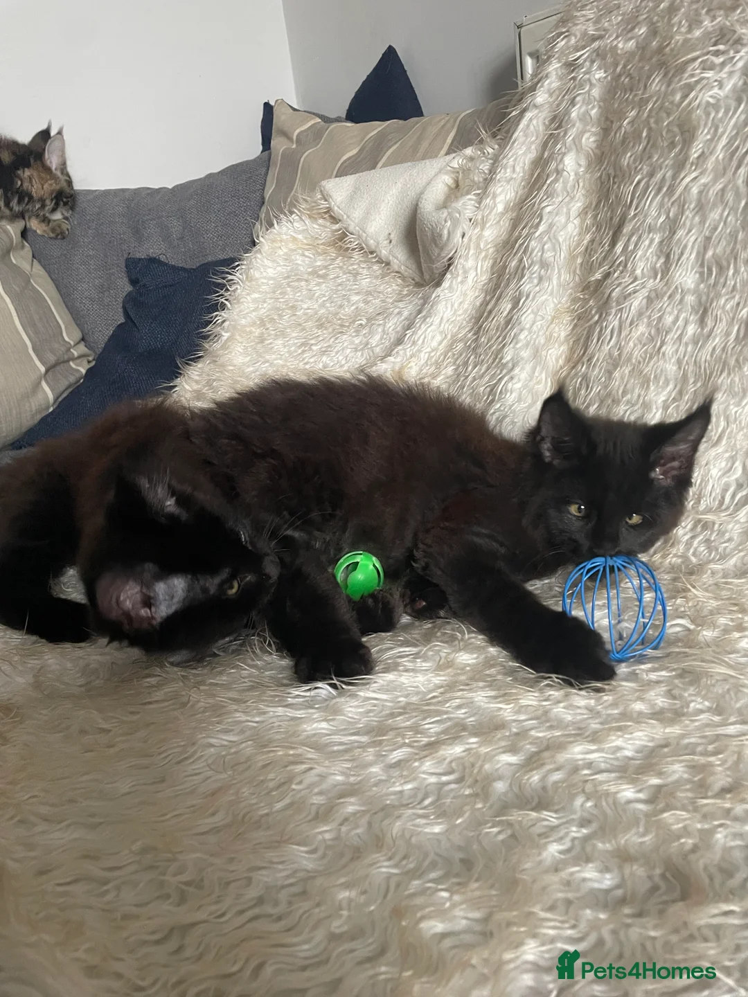 Maine Coon cats for sale: Maine Coon Kittens  - Advert 11