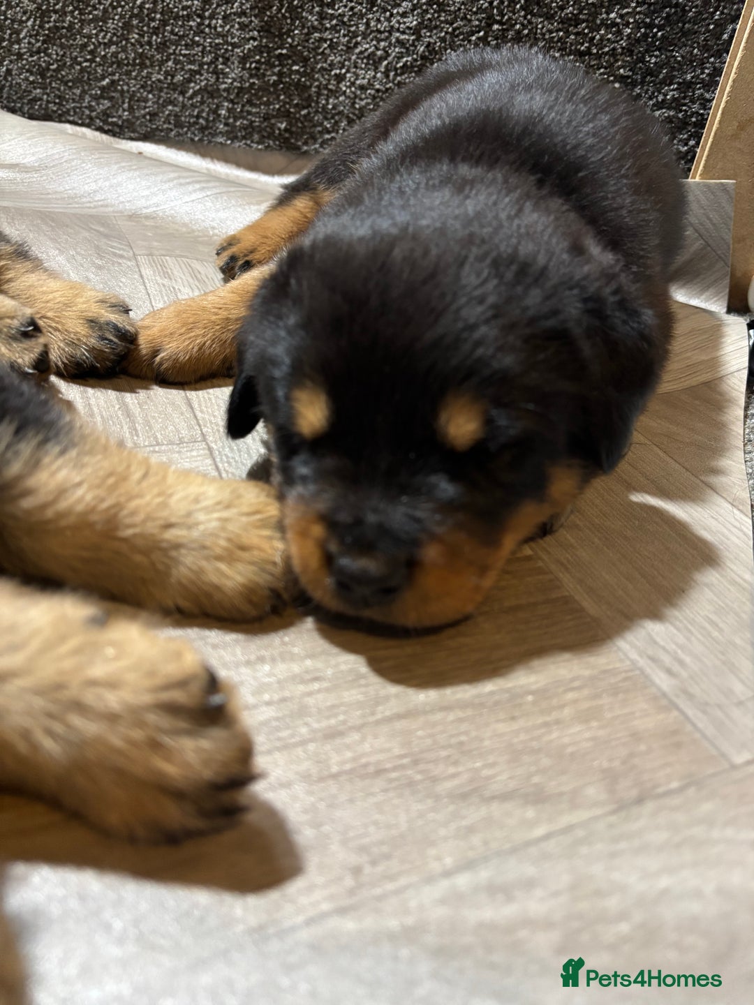 Mixed Breed dogs for sale: Rottweiler x puppys - Image 10
