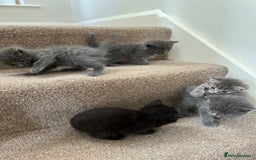 British Shorthair cats for sale: Grey & Black kittens for sale  - Image 10