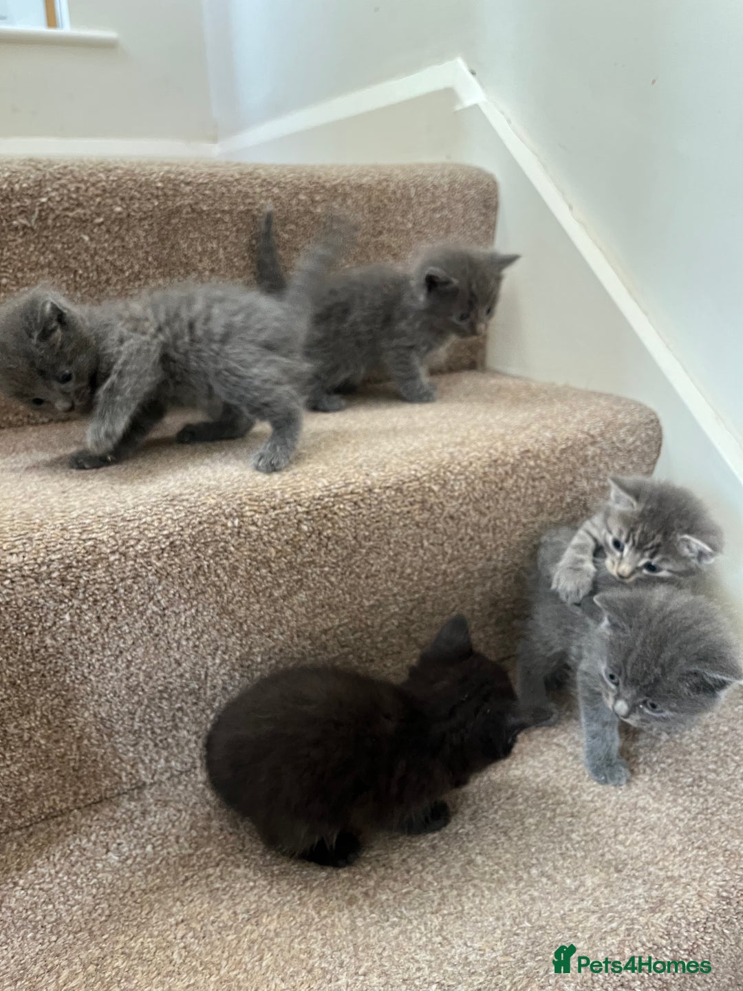 British Shorthair cats for sale: Grey & Black kittens for sale  - Image 10