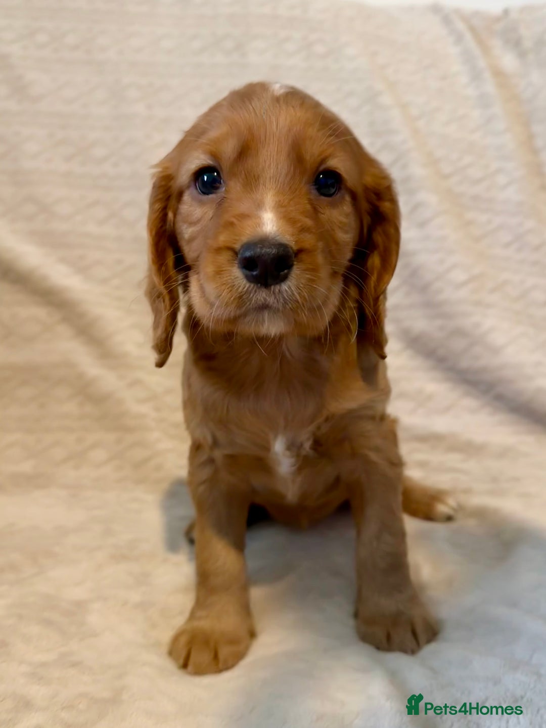 Cocker Spaniel dogs for sale: Last red girl left ready to leave now - Advert 8