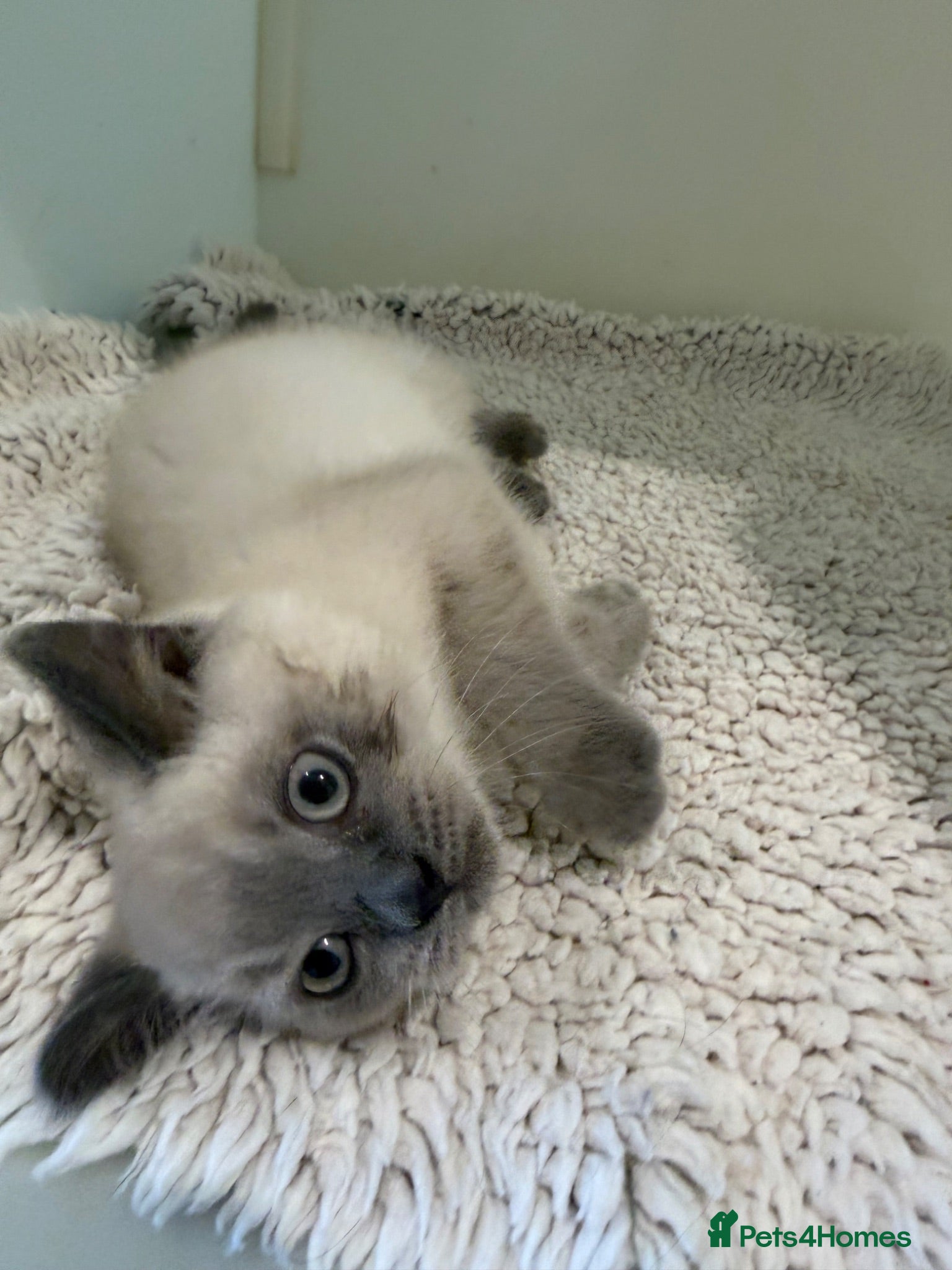 British Shorthair cats British Shorthair Colour Point - Advert 3
