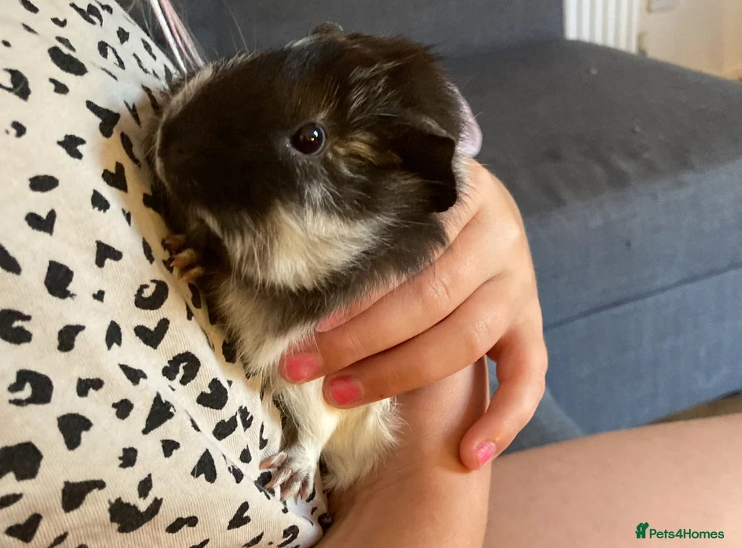 Guinea Pig rodents for sale: Guinea pig for re homing  - Advert 1