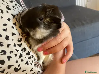 Guinea Pig rodents Guinea pig for re homing - Advert 4