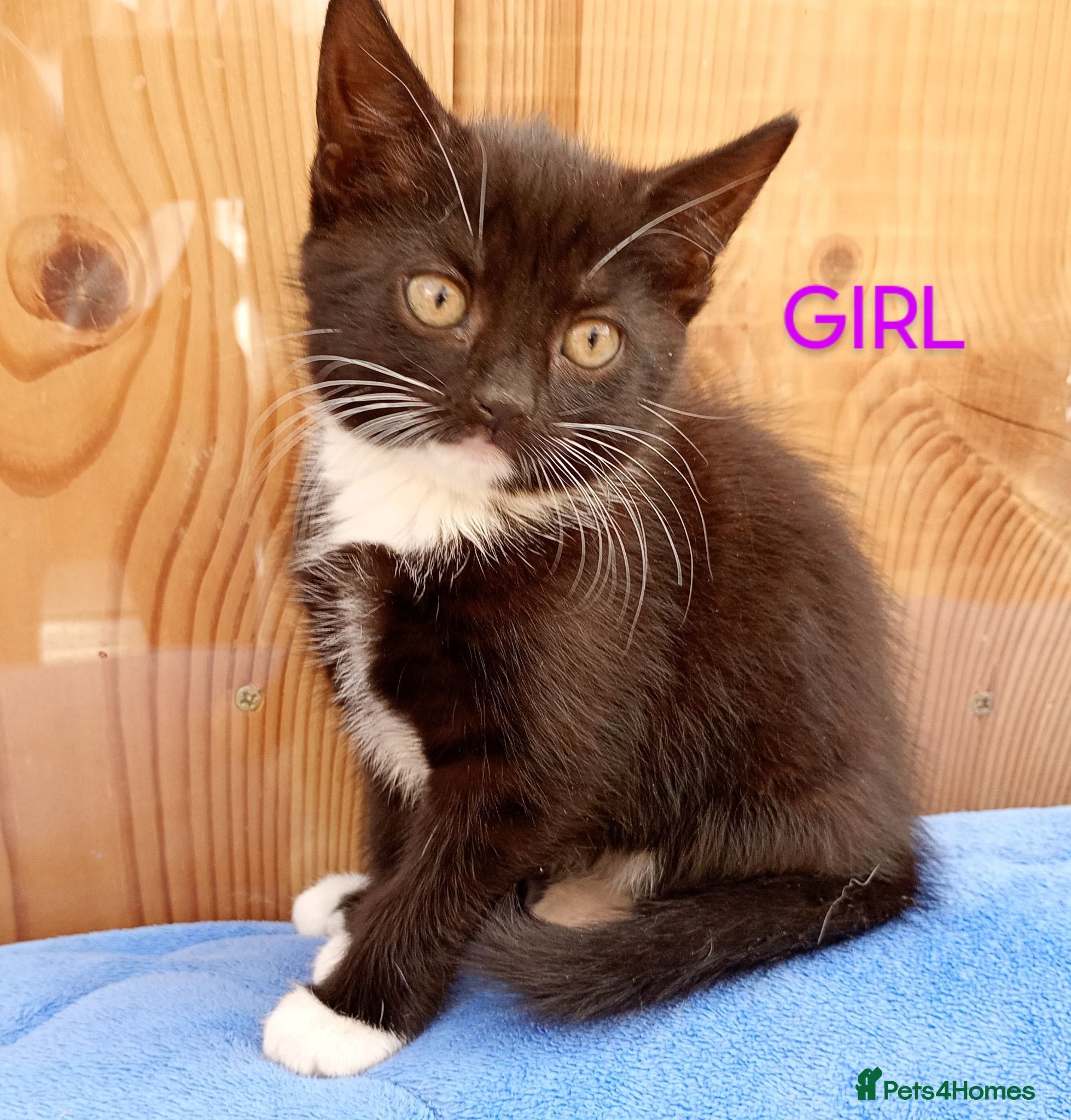 Mixed Breed cats Lovely playful kittens looking for a new home  - Advert 1