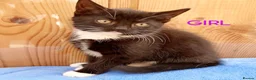 Mixed Breed cats for sale: Lovely playful kittens looking for a new home  - Advert 1