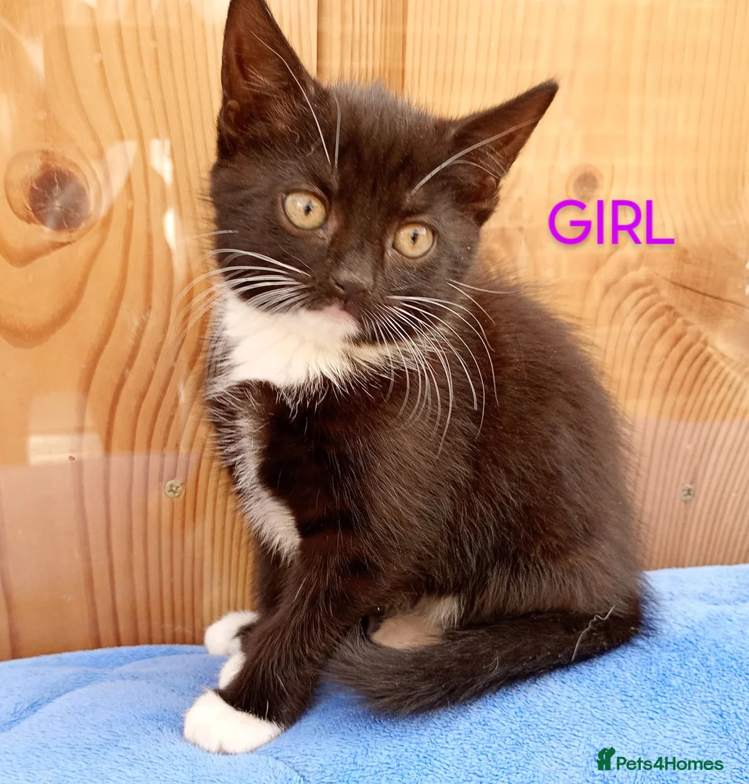Mixed Breed cats for sale: Lovely playful kittens looking for a new home  - Advert 1