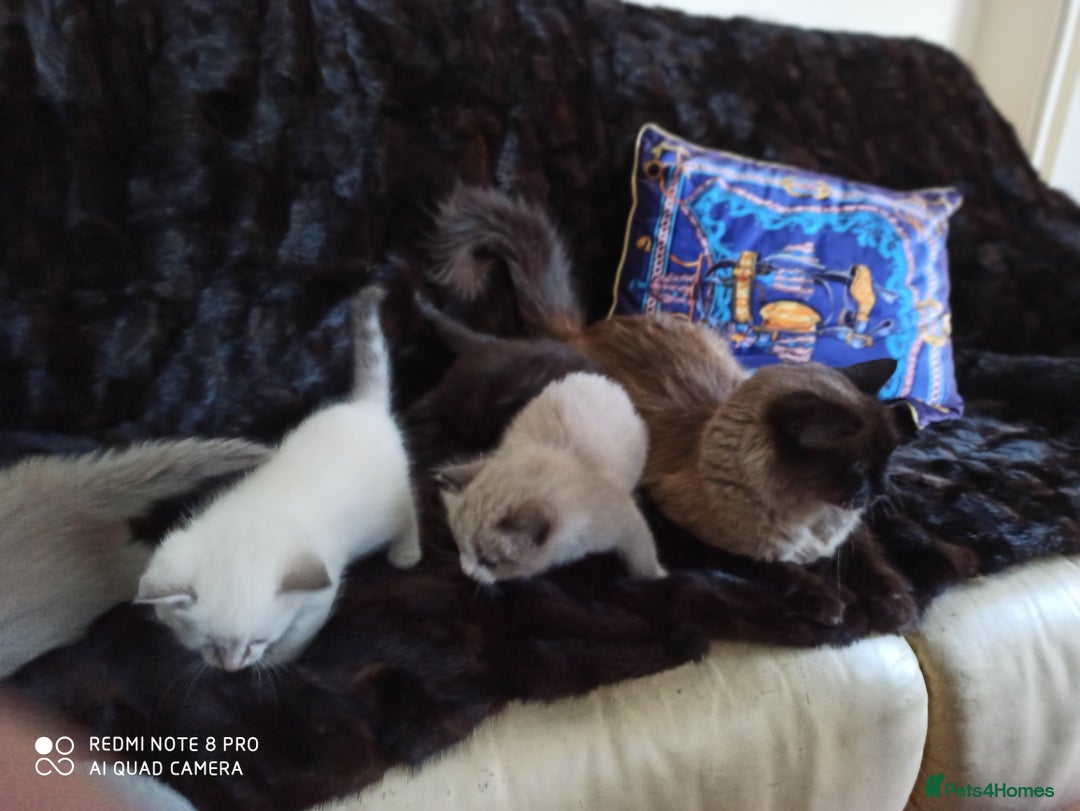 Siberian cats for sale: #4 lovely Siberian male kittens  - Image 22
