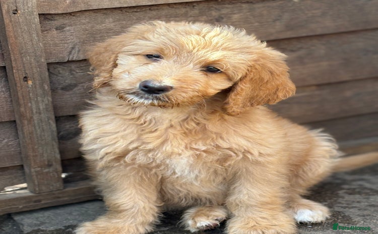 Labradoodle dogs in Uxbridge - Advert 1