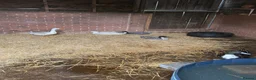 Ducks poultry for sale: Drakes - various breeds  in Birmingham - Advert 2