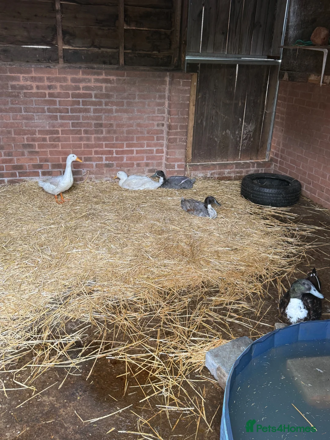 Ducks poultry for sale: Drakes - various breeds  in Birmingham - Advert 2