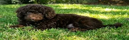 Mixed Breed dogs for sale: ADORABLE F1BB GOLDENDOODLE PUPPIES - Advert 8