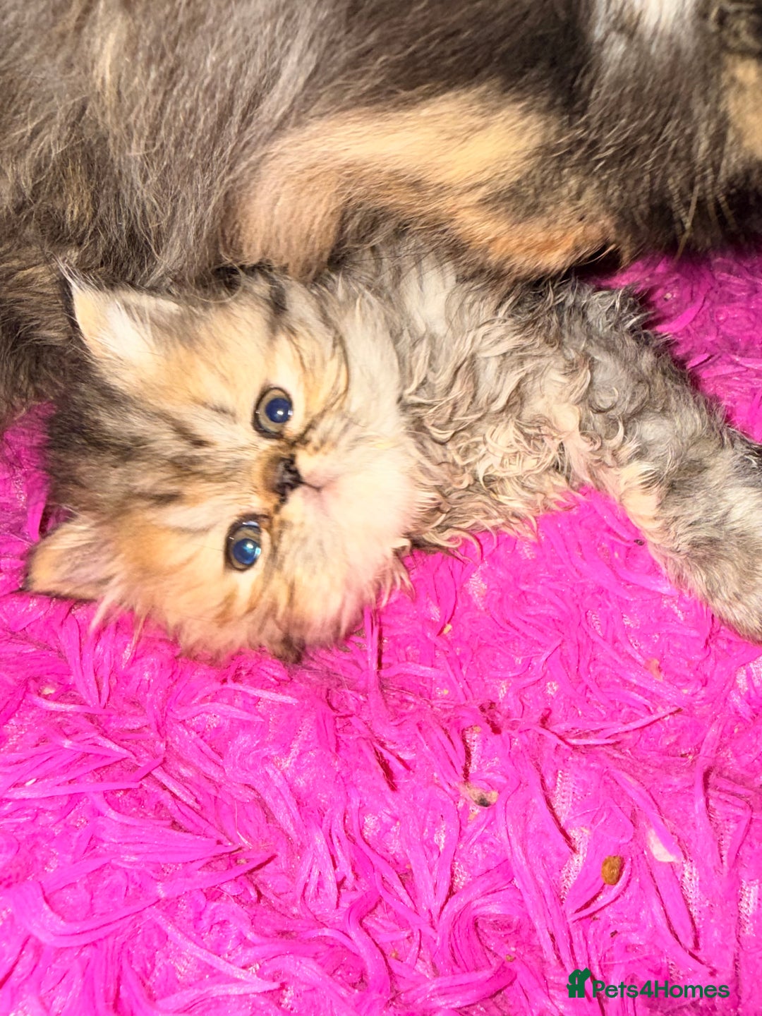 Persian cats for sale: Stunning GCCF reg Persians – Born Halloween 2025  - Advert 24