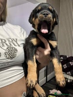 Rottweiler dogs * 1 Left* German Lines - Chunky Rottweiler Puppies - Advert 1