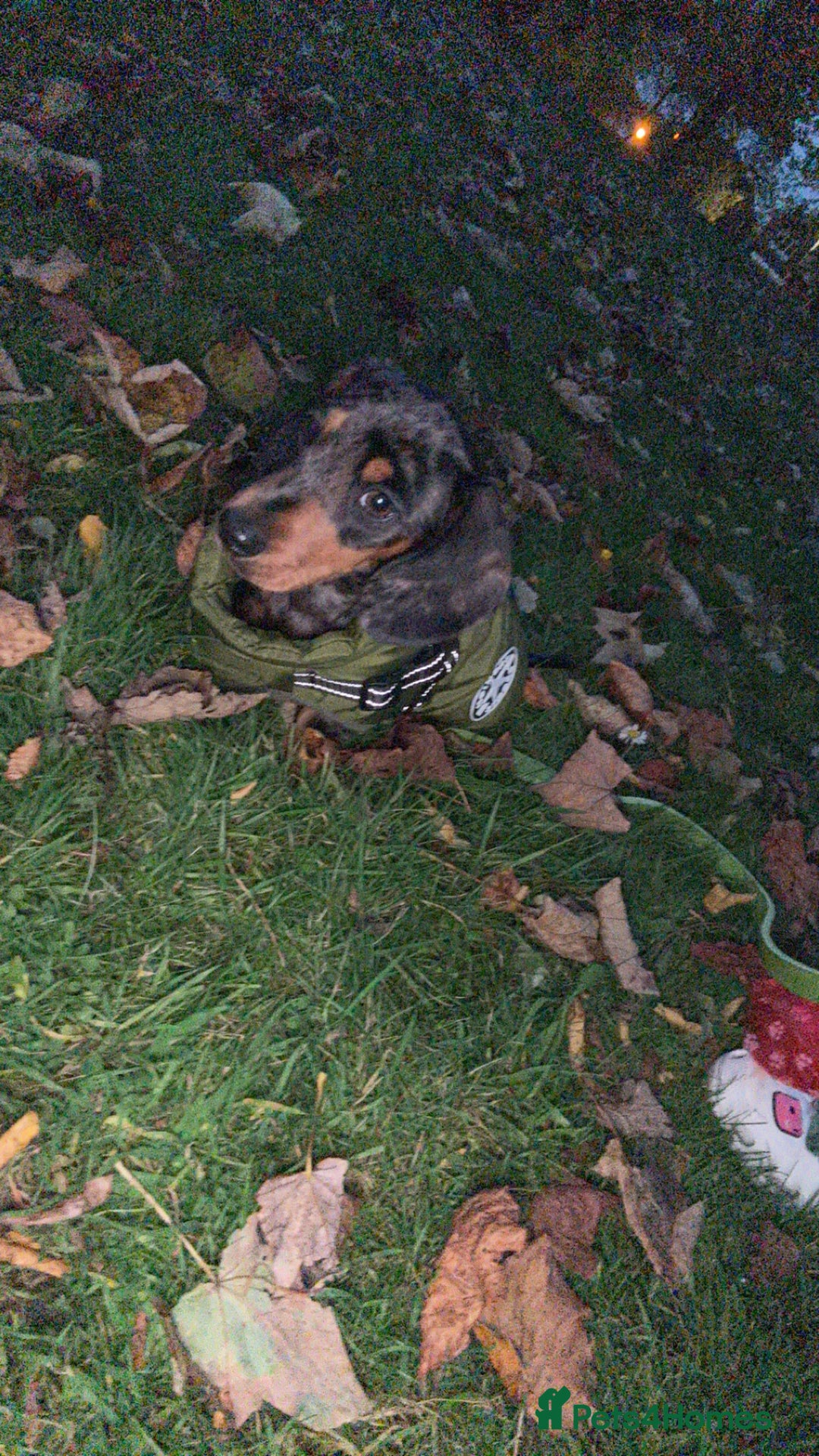 Miniature Dachshund dogs for stud: Miniature dapple boy dachshund  - Image 8