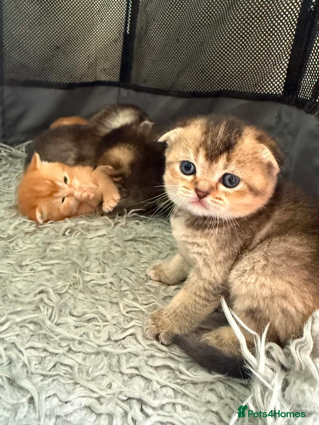 Scottish Fold cats for sale: Gorgeous Scottish Fold kittens for sale - Advert 22