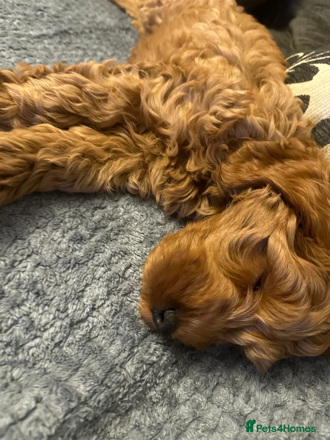 Cockapoo dogs for sale: F2b ready to go home 14th Feb  - Advert 6