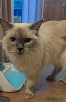 Ragdoll cats - Advert 2