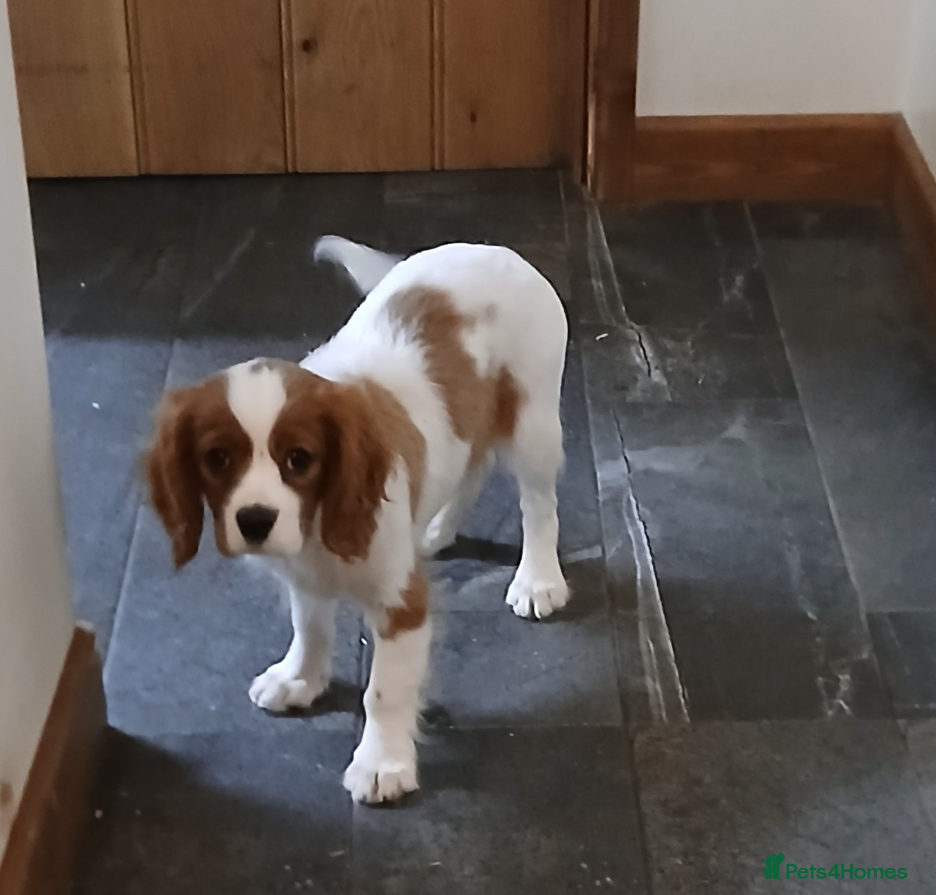 Cavalier King Charles Spaniel dogs Fully vaccinated last two boys - Advert 14