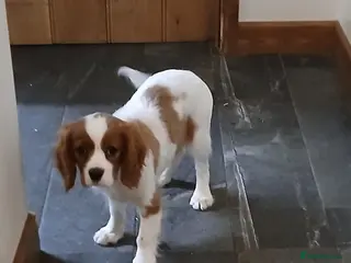 Cavalier King Charles Spaniel dogs Fully vaccinated last two boys - Advert 14