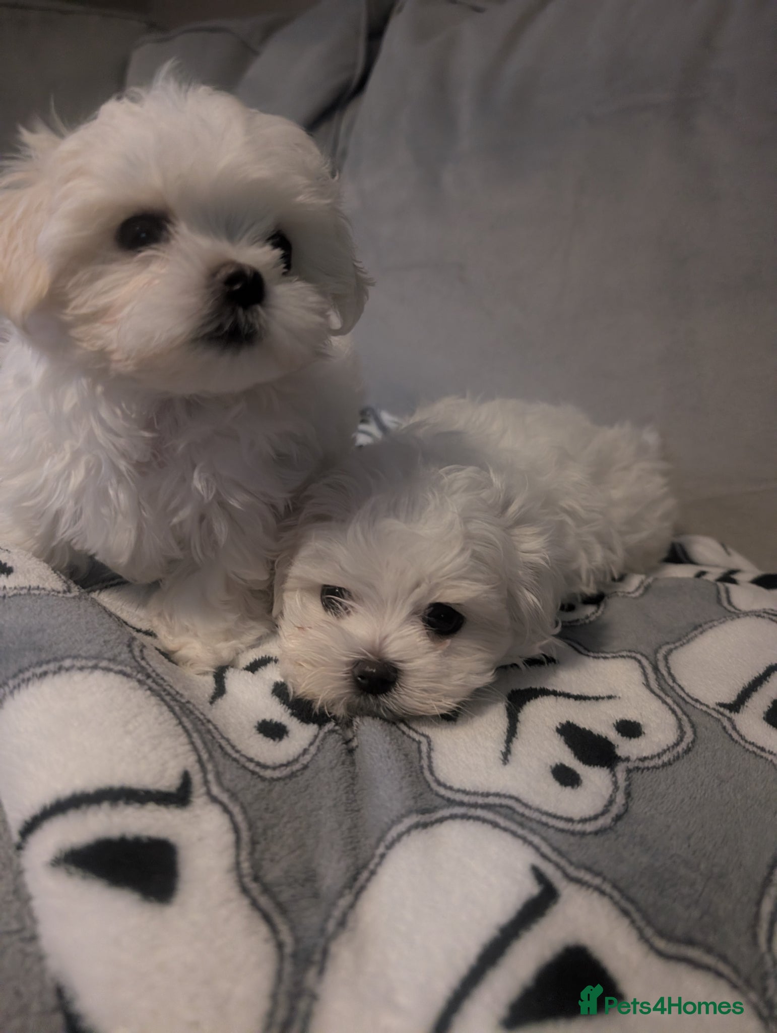 Maltese dogs Toy boy Maltese  - Advert 10