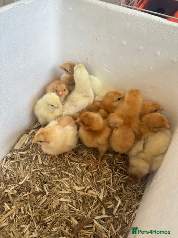 Chickens poultry - Advert 4