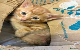 Mixed Breed cats for sale: Cheeky kittens - Image 10