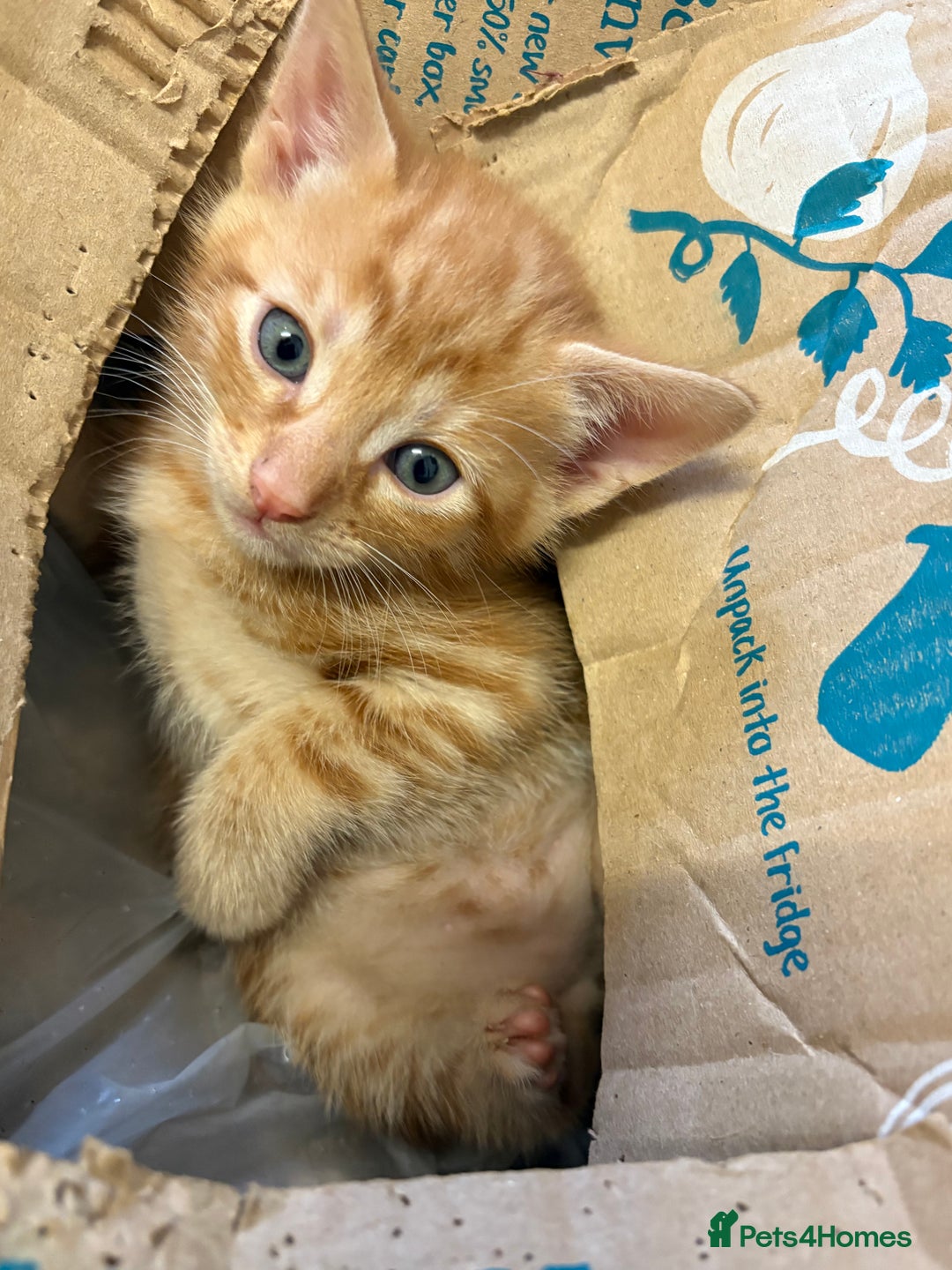 Mixed Breed cats for sale: Cheeky kittens - Image 10