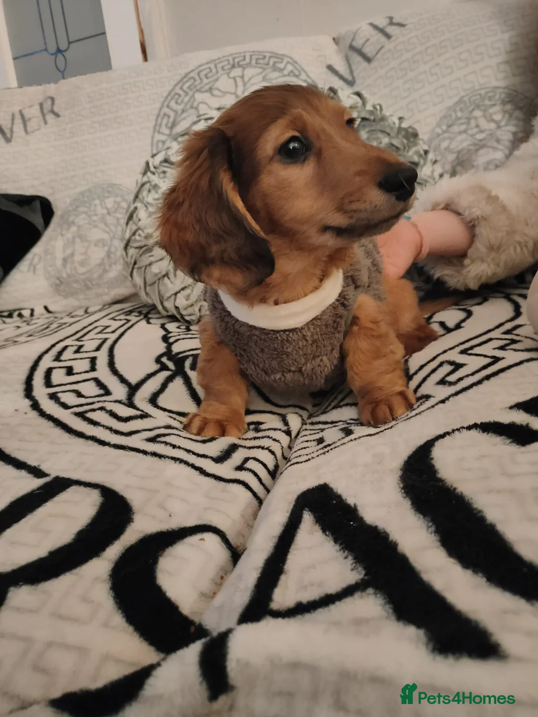 Miniature Dachshund dogs for sale: Miniature long haired daschunds  - Advert 9