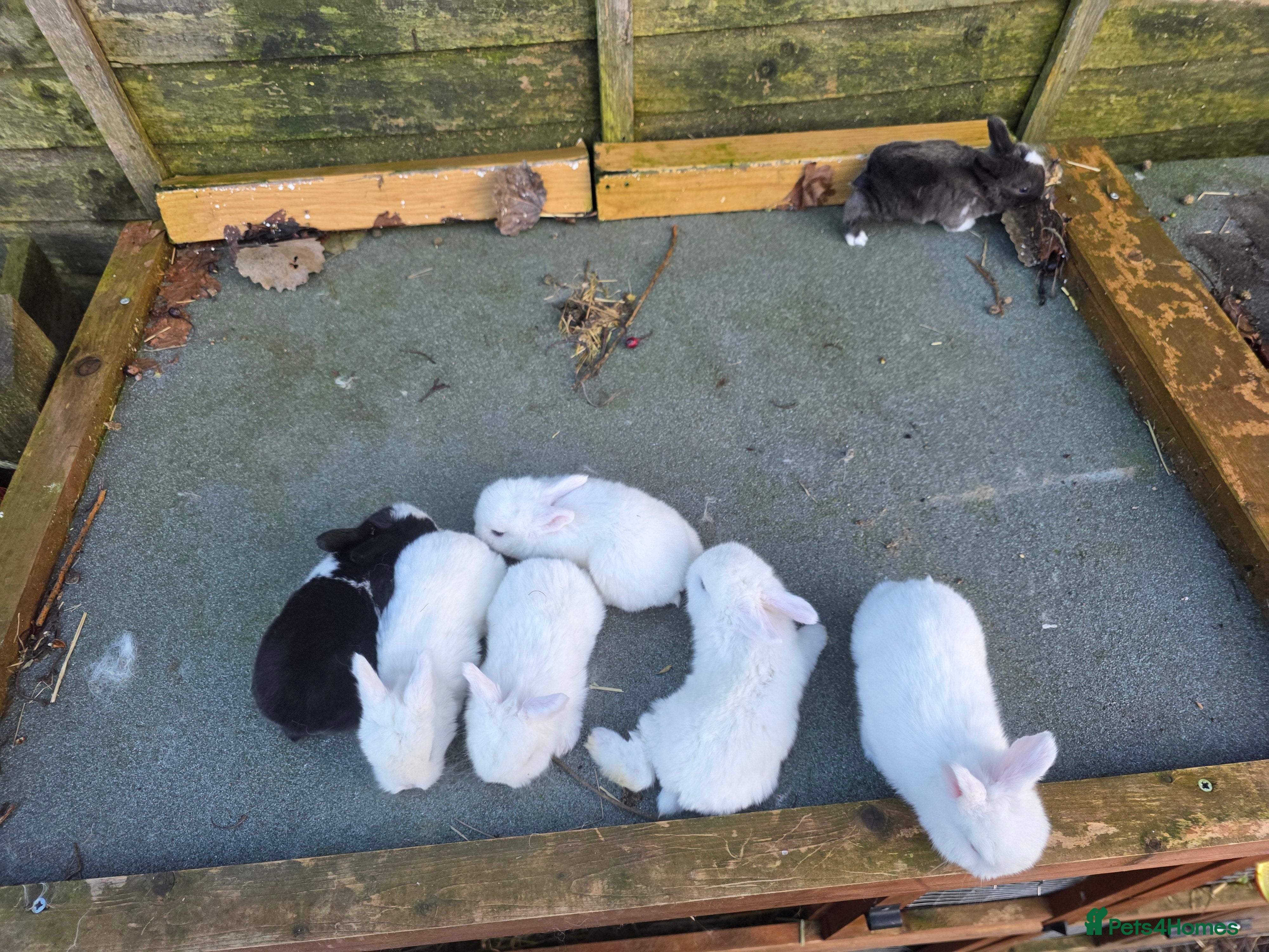 Mini Lop rabbits baby rabbit  in Chesterfield - Advert 1