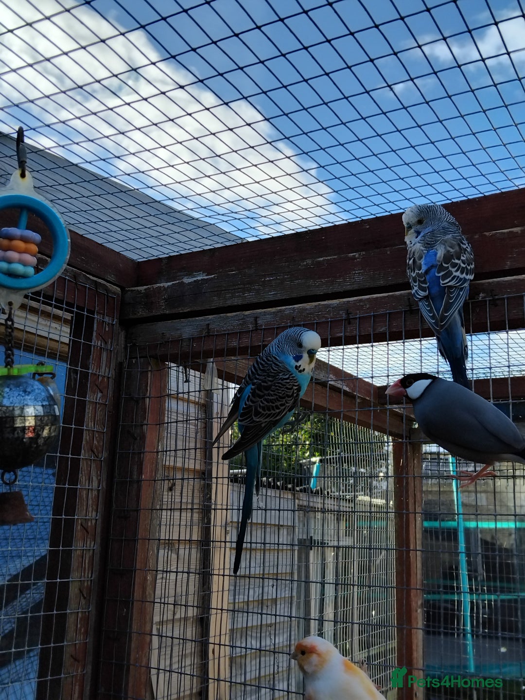 Budgerigars birds for sale: Baby budgies  - Image 5