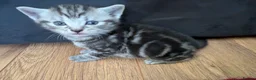 Mixed Breed cats for sale: 3 lovely kittens still for sale - Advert 7