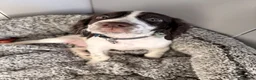 Cocker Spaniel dogs for sale: Felix, spaniel  in Southend-on-Sea - Advert 8