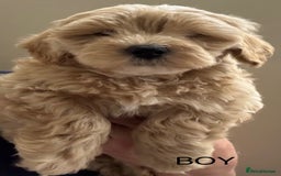 Maltipoo dogs for sale: Stunning maltipoo puppies - Image 5