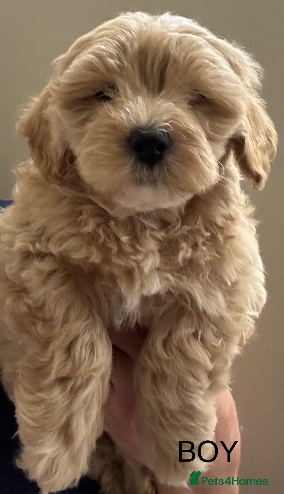 Maltipoo dogs for sale: Stunning maltipoo puppies - Image 5