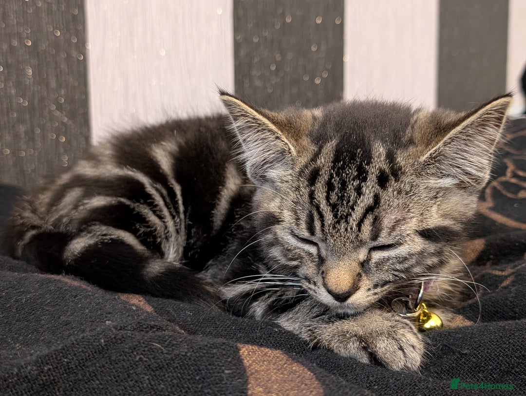 Domestic Shorthair cats for sale: Beautiful loving little tabby brother and sister - Image 5
