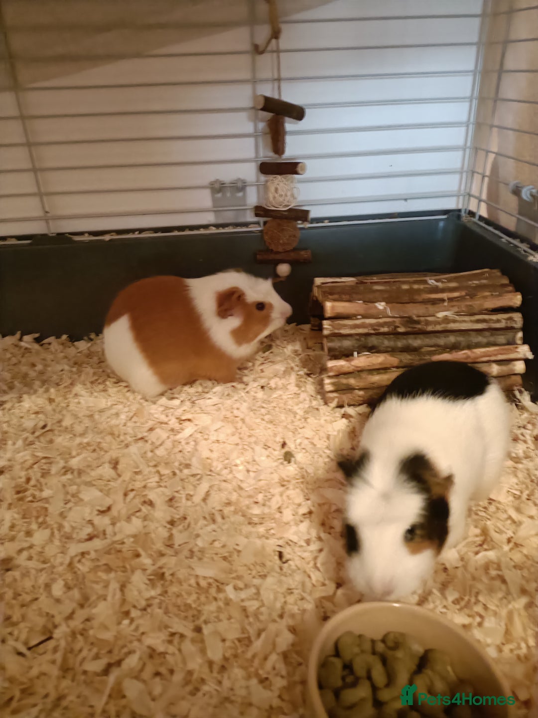 Guinea Pig rodents for sale: Bonded pair of young female guinea pigs - Advert 3