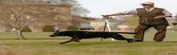 Labrador Retriever dogs for sale: Quality KC Labrador Retriever - Advert 5