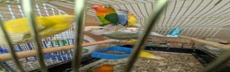 Lovebirds birds for sale: Baby Love Birds🦜 in Flint - Advert 12