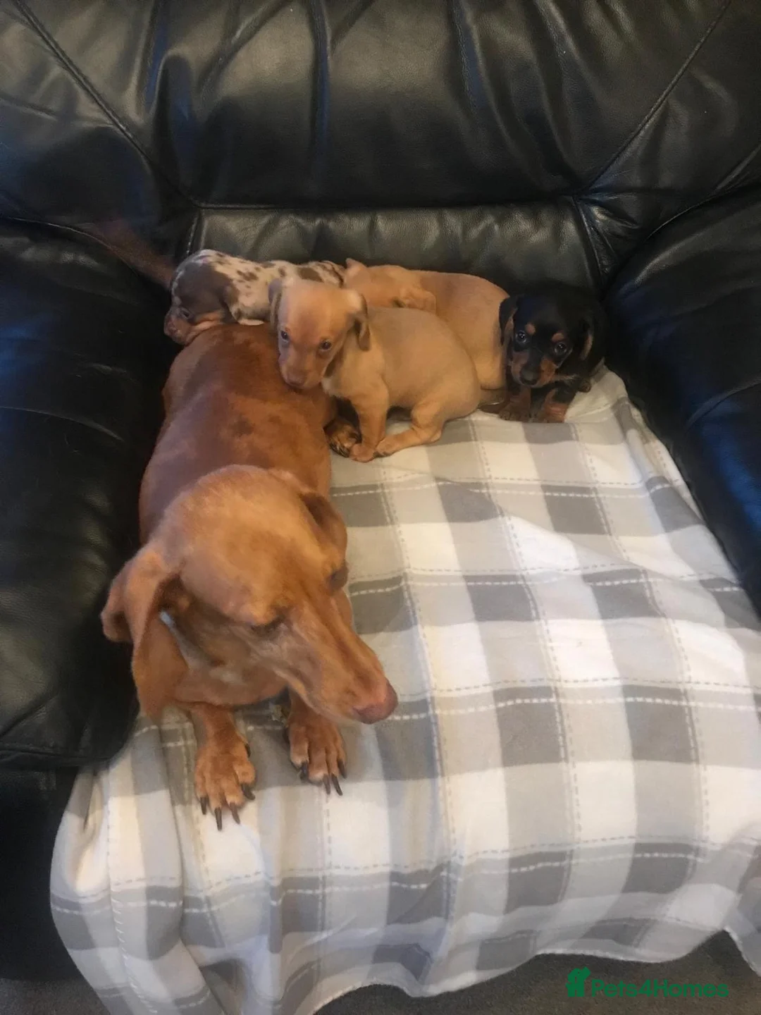 Miniature Dachshund dogs for sale: True miniature dachshunds - Advert 1
