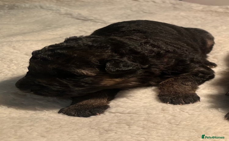 German Shepherd dogs Outstanding long haired Gsd pups  for sale  - Advert 9