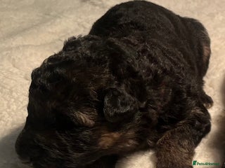 German Shepherd dogs Outstanding long haired Gsd pups for sale - Advert 18