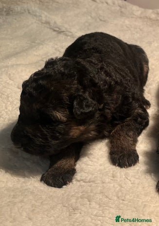 German Shepherd dogs Outstanding long haired Gsd pups for sale - Advert 9